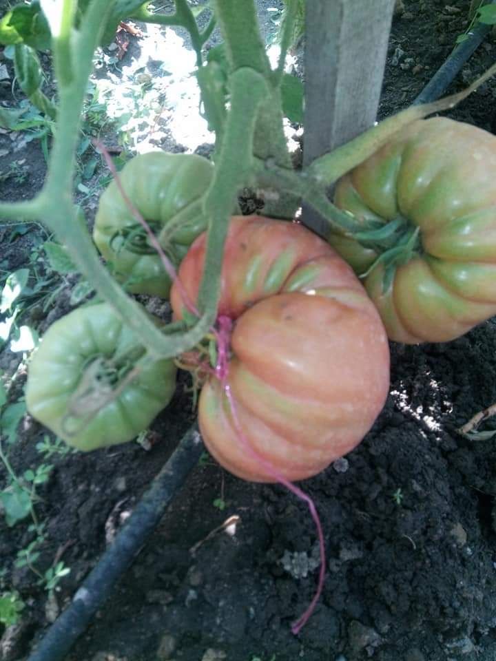 Разсад и семена - домати червен и розов селски гигант