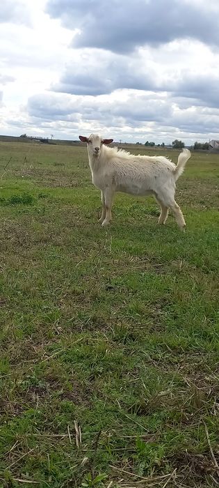 Vand tap sannen de anul acesta,țapul este ciut genetic.