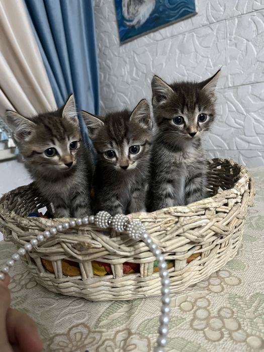 Отдам в очень надежные руки котят
