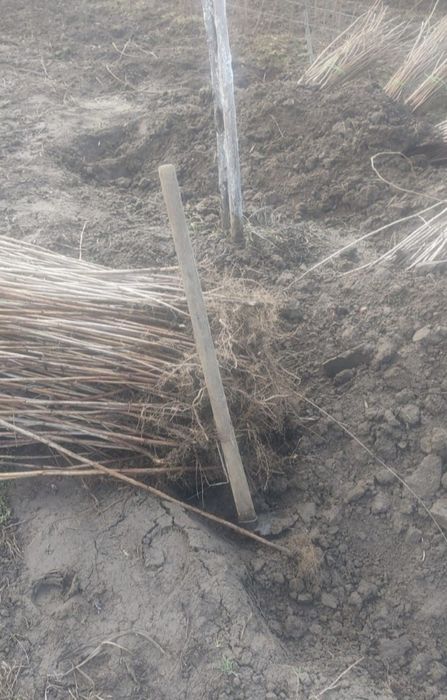 Vând butasi de zmeura