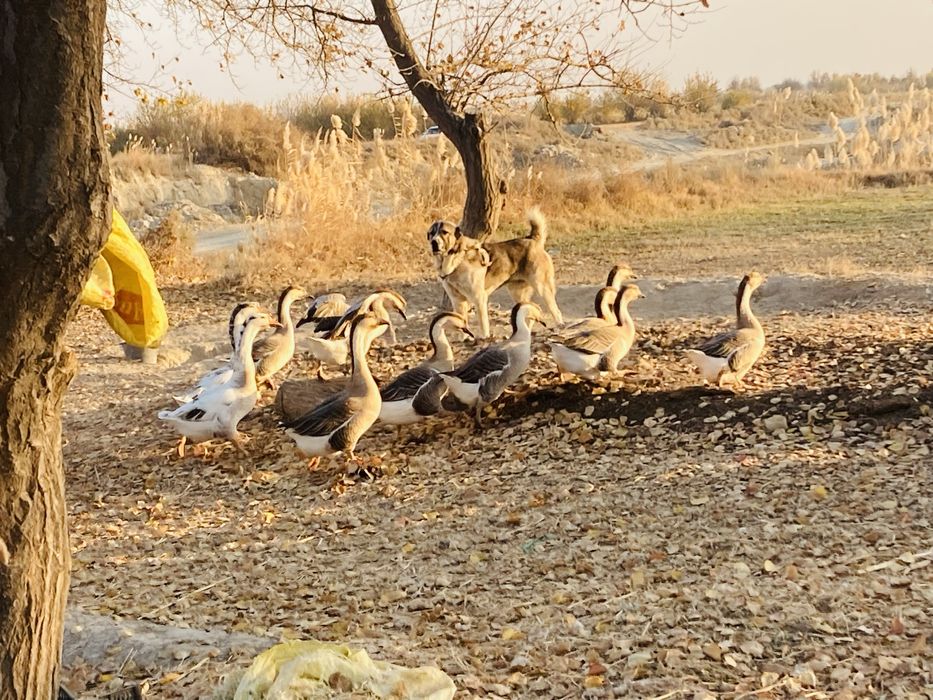 Гозлар сотилади , гузы продаются соглом