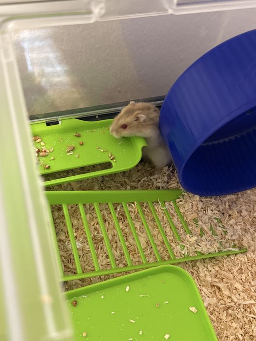 donez hamster cu cusca