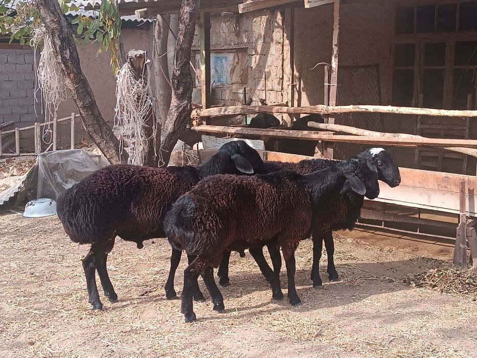 Qoʻchqorlar sotiladi