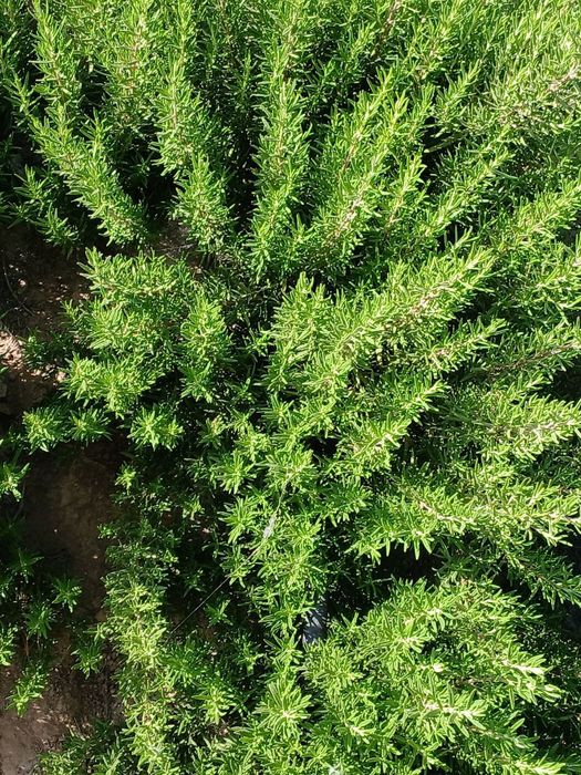 Продаётся Розмарин 1 кг = 40 000