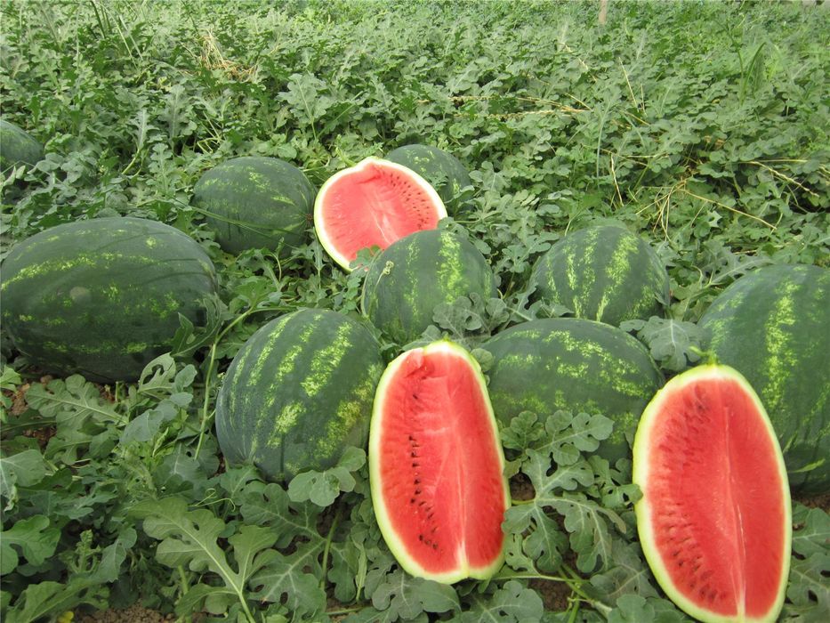 Семена кукурузы, арбуза, томата и кабачка из каталога (США, Европа)