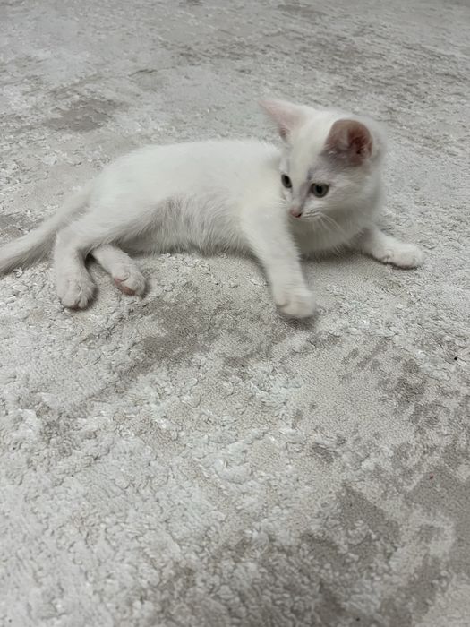 Отдам бесплатно котенка