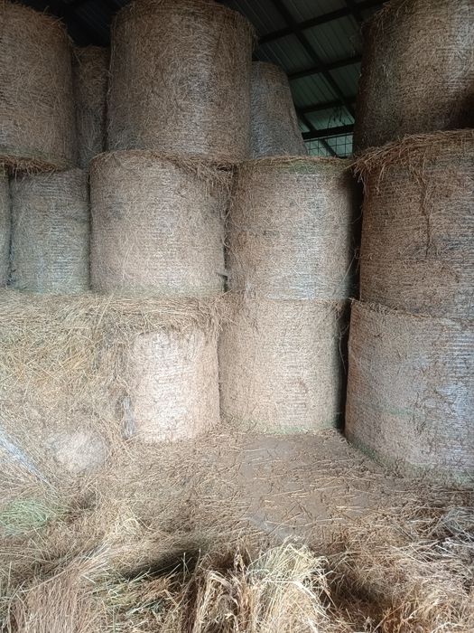 Baloți lucernă la reducere