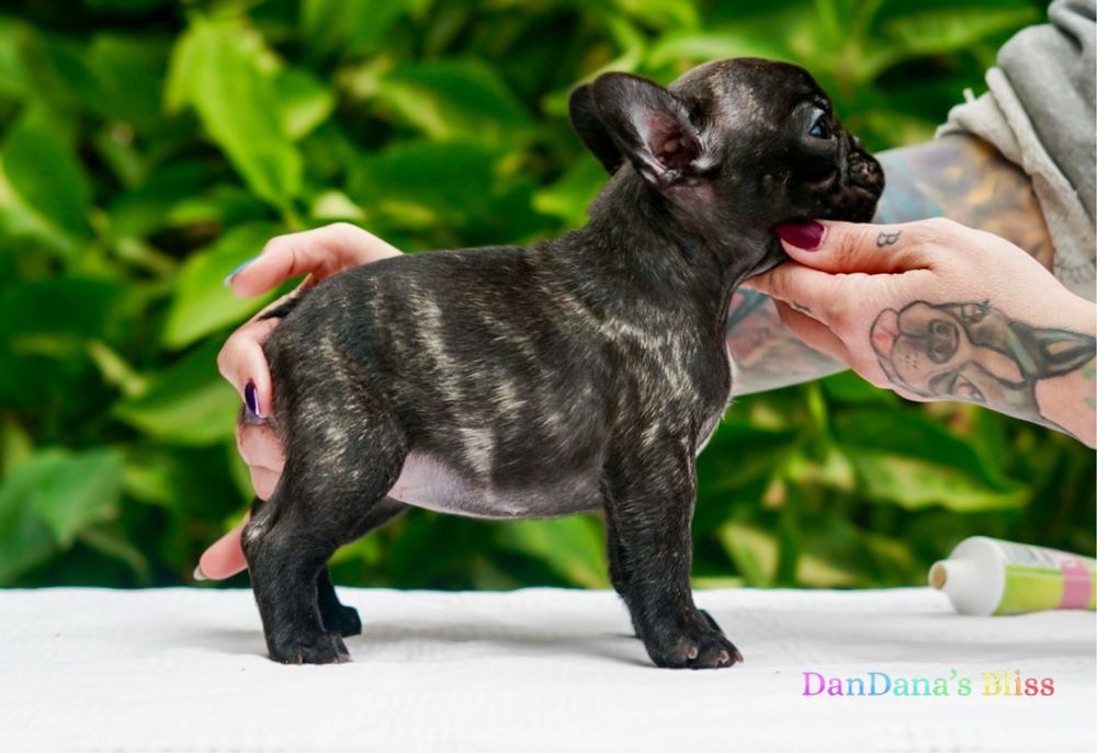 Bulldog francez cu pedigree - fetita