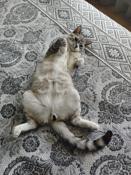 Шотландский кот 1 год