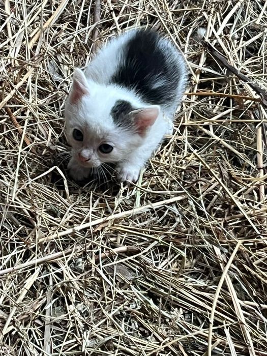 pui de pisica - donatie