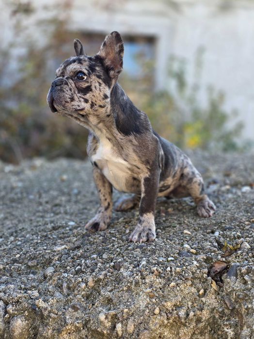 Cățelușă Bulldog Francez Merle - de vânzare