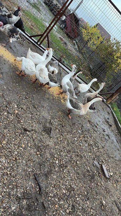 Gaște de anul acesta  crescute natural