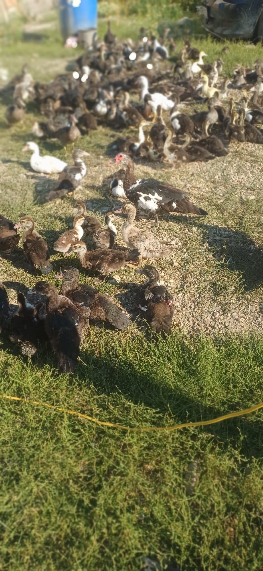 Boboci de rată mută