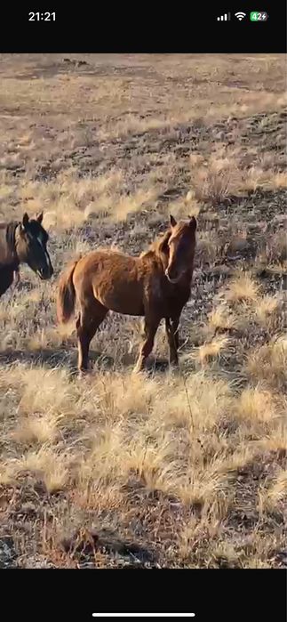 Жабағы, жылқы, жеребчик