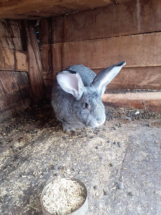 Мъжки млади зайци