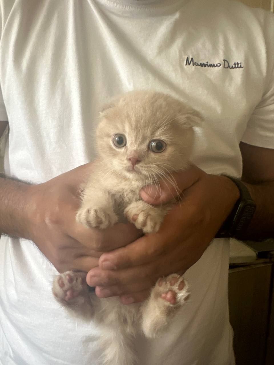 Капучино рангли вислоухий мушукча сотилади — зоти Scottish Fold