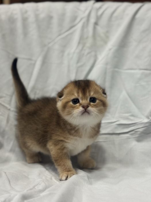 Продаются котята Шотладской породы!