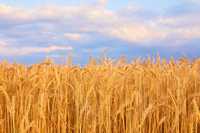 Семена пшеница мягкая