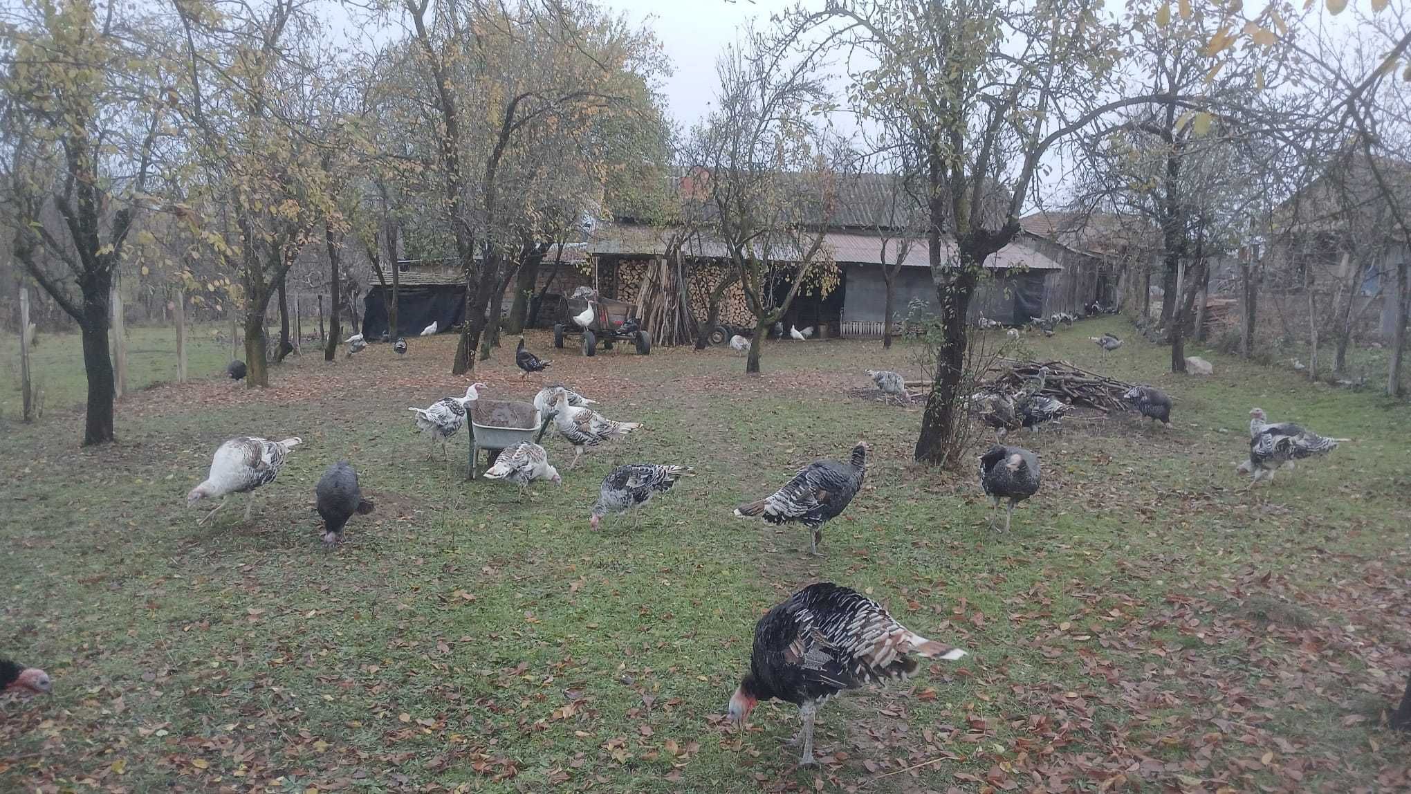 Vând curci și curcani crescuți natural