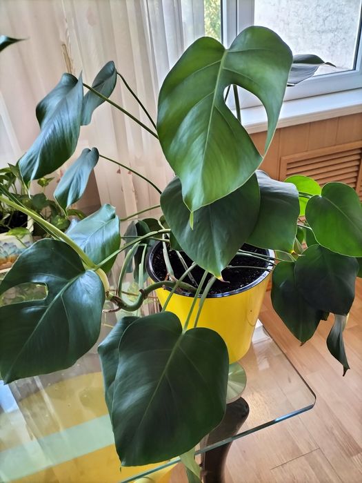 Монстера комнатная