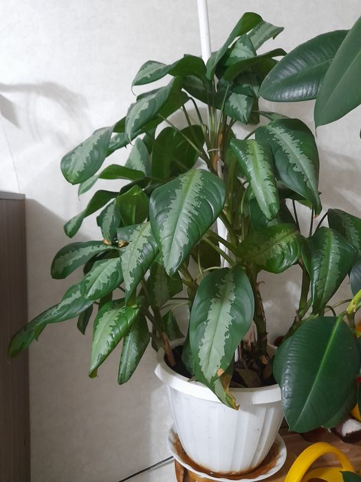 Комнатные цветы..