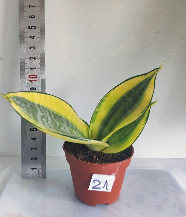 Sansevieria 2 bucati