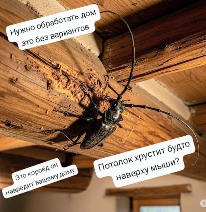 Дезинфекция Дезинсекция Дератизация Фумигация в г. Кызылорда!я