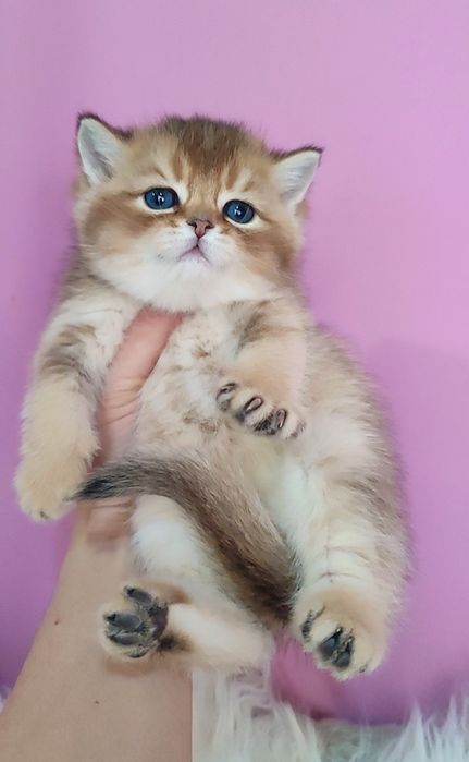 Золотая шиншила мальчик