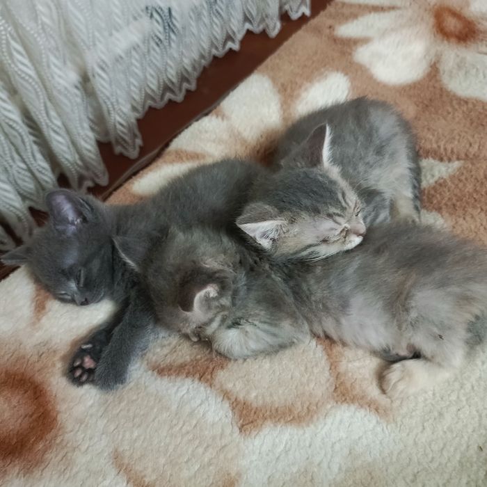 Ищем дом для подкидышей