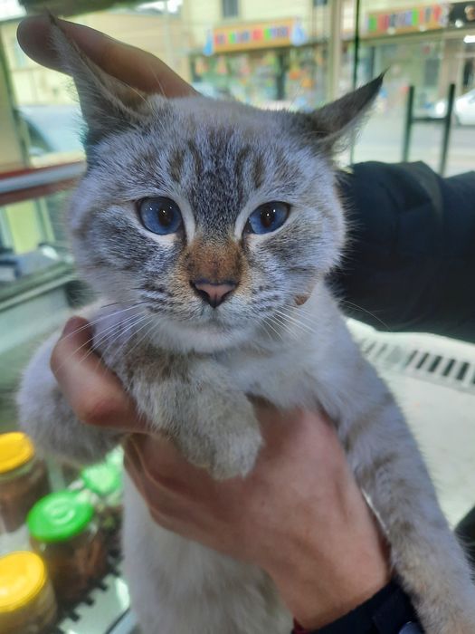 Mushuk sotiladi. Siyam zotli