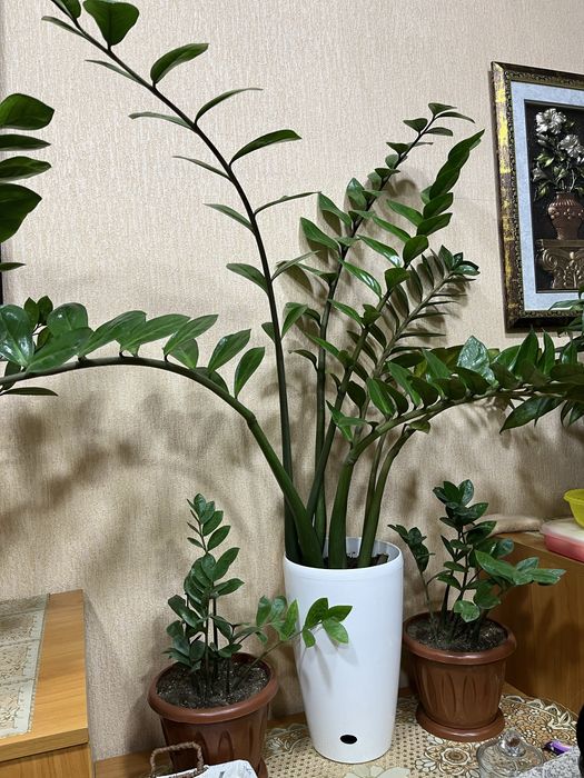 Уй ва офис учун гуллар