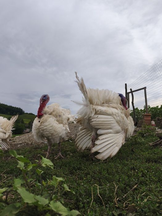 Curci de carne, 35 lei în viu și 40 tăiat,mai multe detalii la telefon