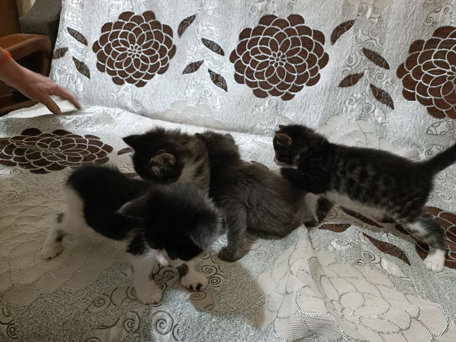 Отдам котят в добрые руки
