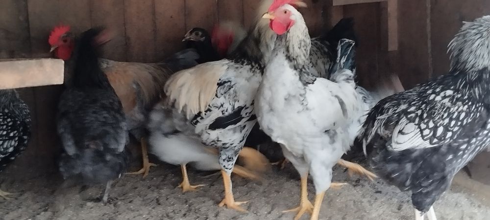 Cocosi de vanzare