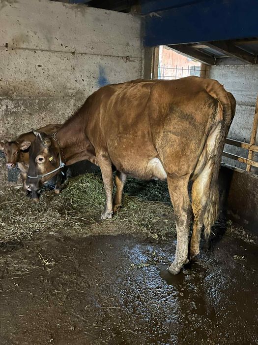 Vaca cu vitel de vanzare