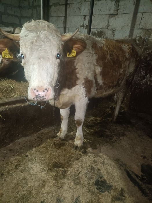 Vând juncă bălțată românească