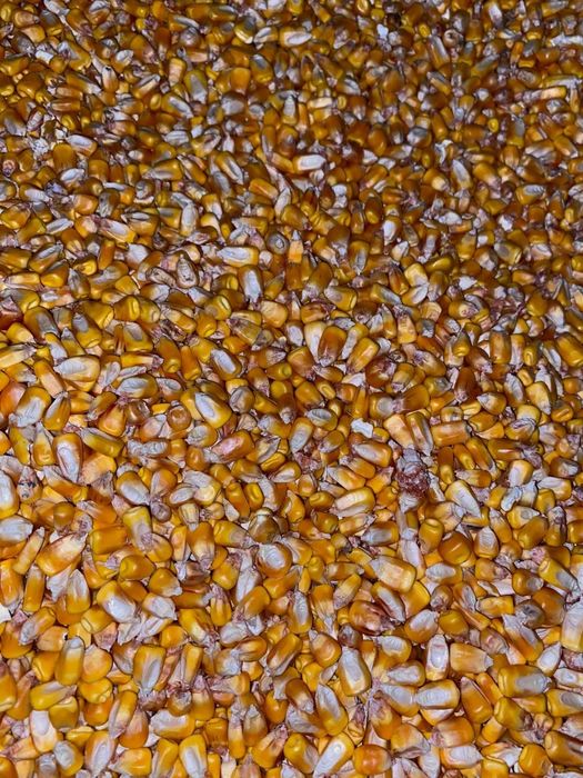 Vind 80 tone porumb jud Mures pret 900 tona tel