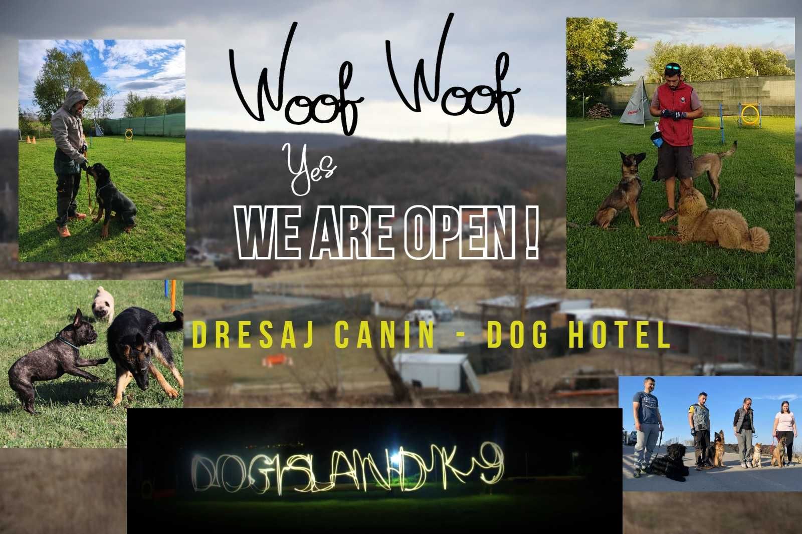 Dogisland K9 - Dresaj Canin - Pensiune canina