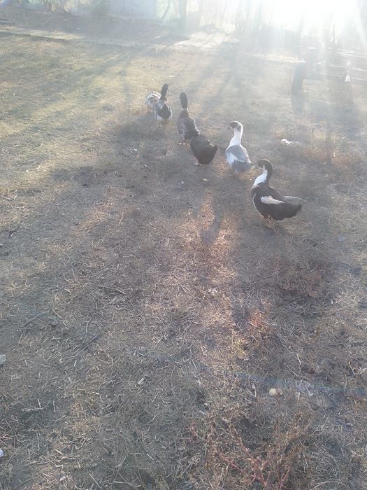 Rate românești de vânzare