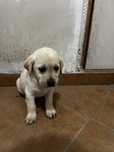 Donez Piu de Labrador