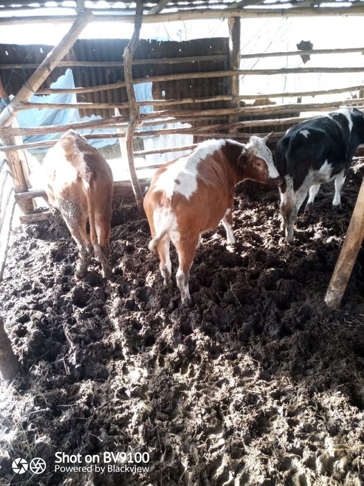 Vaca și jurinci la vânzare