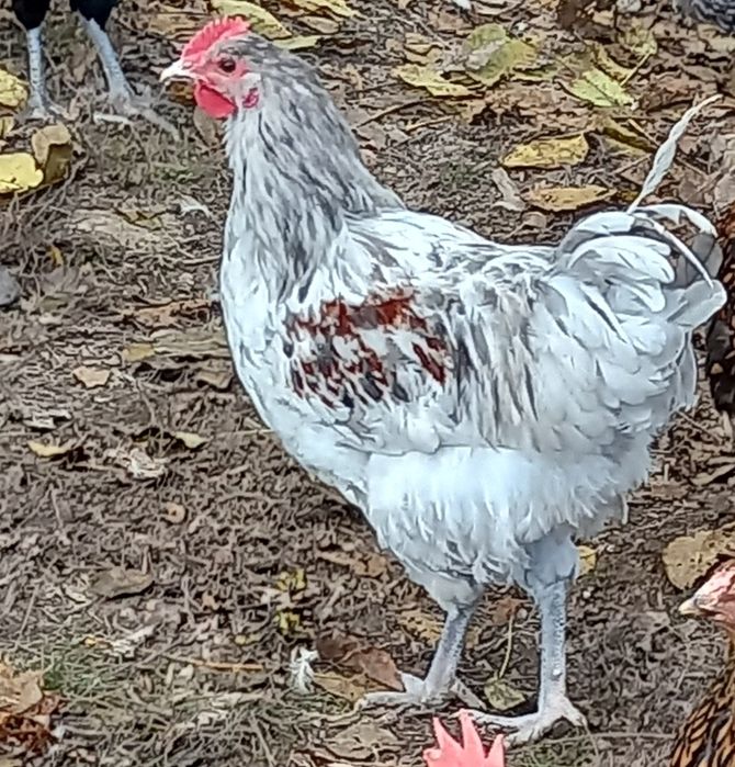 Cocoși de vânzare!