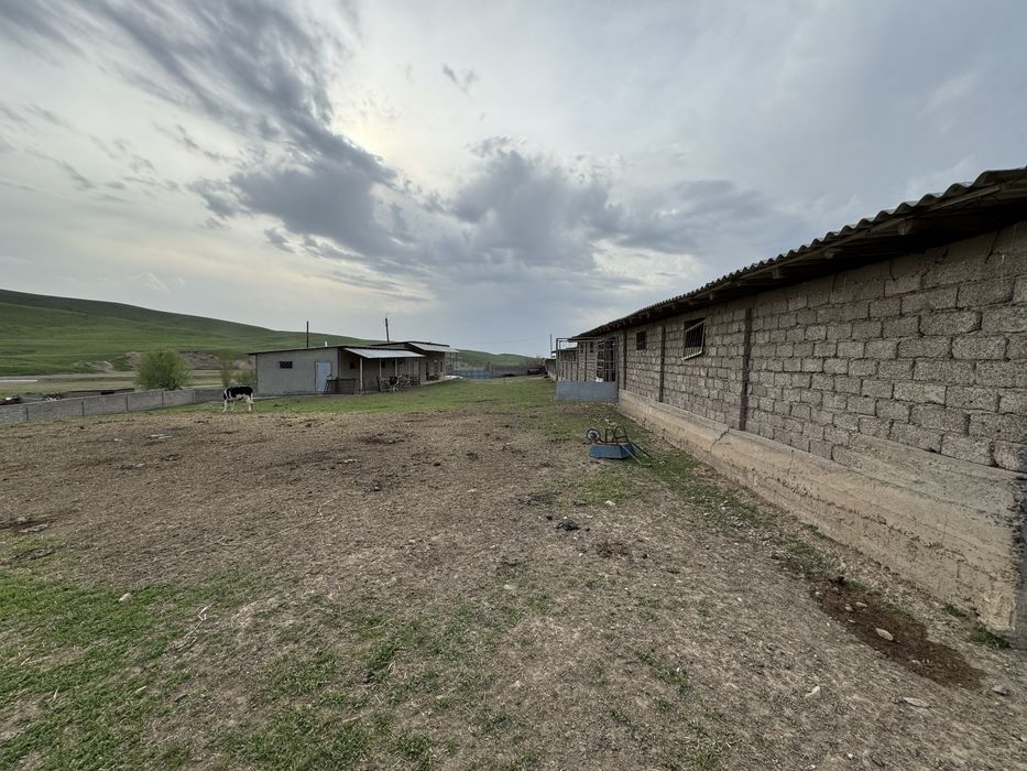 Ferma-kora sotiladi...