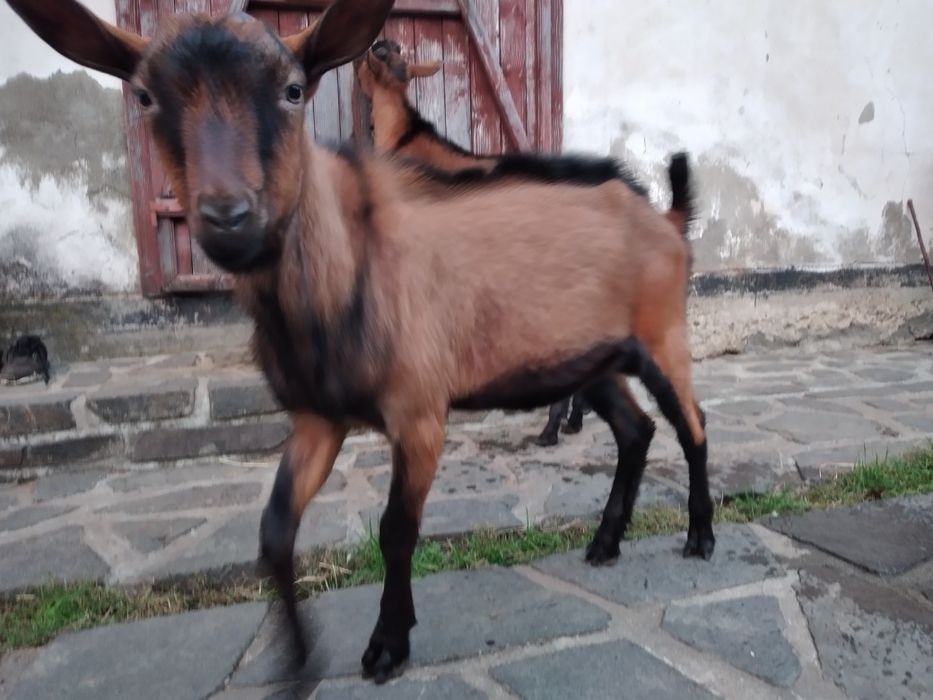 Vând țap alpina franceza