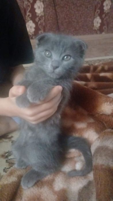 Домашние животные, кошка породистая,