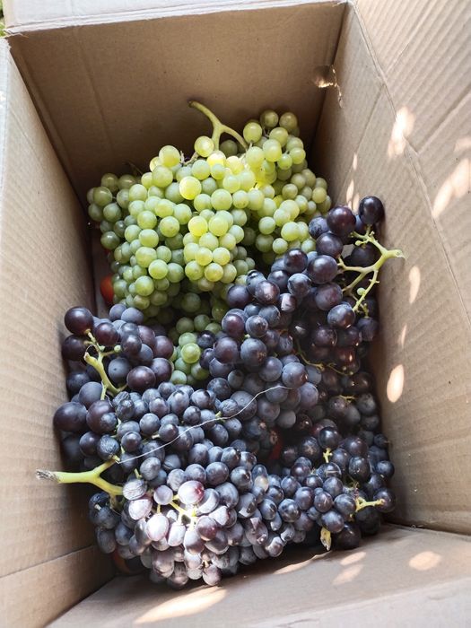 Продается дача 16,73 соток