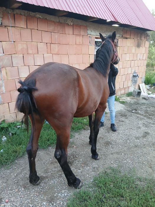Vînd mînza de 1 ani si 2 lun urgent