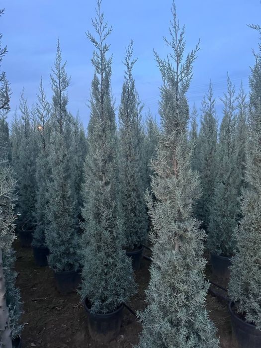 Кипарис аризоника. Cupressus Arizonika Fastigiata.