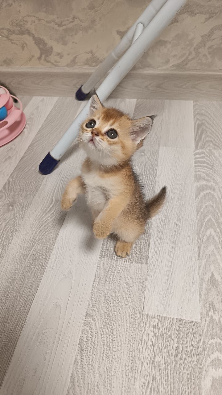 Котенак шиншила девачка