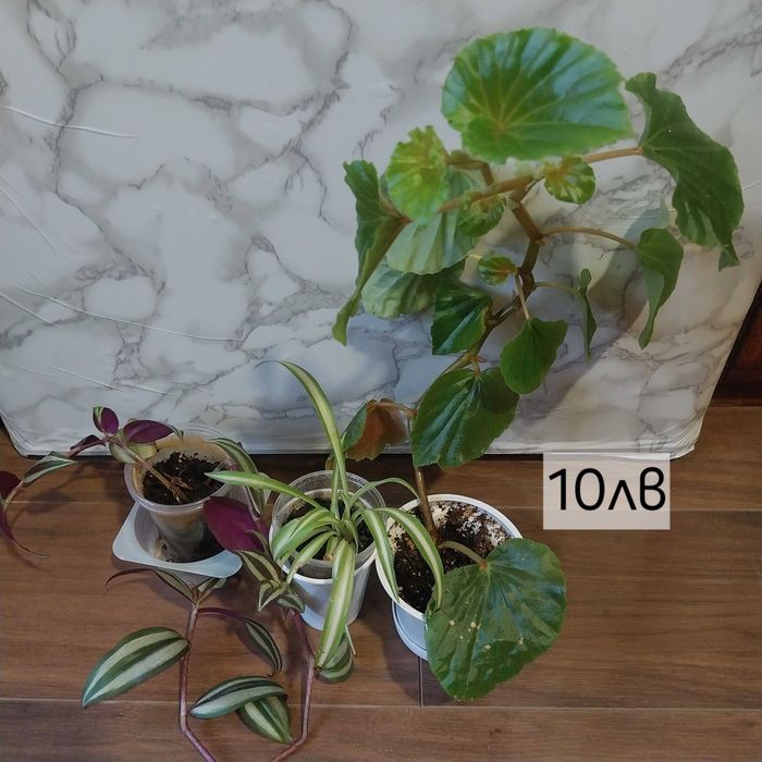 Комплект стайни цветя